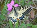 nice
                                nature, e.g. a beautiful butterfly