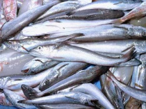 Organische
                          Quecksilberverbindungen kommen heute meistens
                          vom Fisch, weil die Industrie es nicht fr
                          notwendig erachtet, Quecksilberabwsser zu
                          verhindern, und dazu zhlt auch der Urin von
                          Menschen mit Amalgamfllungen...