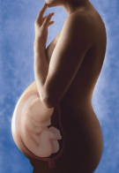 Eine
                        Schwanger mit dem Ungeborenen, ein Schema. Wenn
                        das Quecksilber ber die Atmung tagtglich zu
                        80% aufgenommen wird und im Blut der Mutter
                        zirkuliert, ist es sehr wahrscheinlich, dass das
                        Ungeborene dieses Quecksilberblut abbekommt.