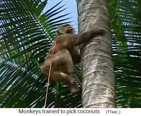 Kokosnussaffe beim Aufstieg