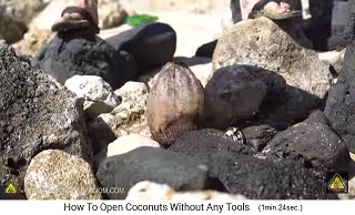 Die Kokosnuss wird am Boden zwischen anderen Steinen in eine aufrechte Position gebracht