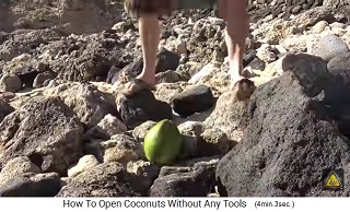 Eine grne Kokosnuss wird am Boden zwischen Steinen mit der Spitze nach oben aufgestellt