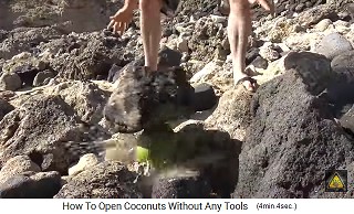 Ein grosse Stein fllt auf die grne Kokosnuss, und all das Kokoswasser spritzt schon beim ersten Mal raus