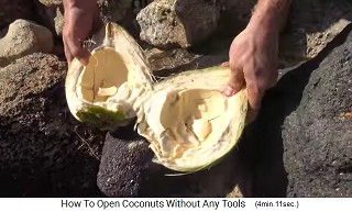 Die offene, grne Kokosnuss hat viel Fruchtfleisch, das weich ist, gleich zum Essen