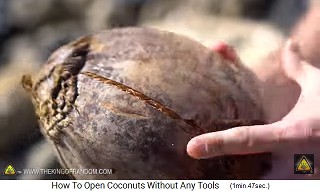 The coconut's outer shell gets long cracks, close-up