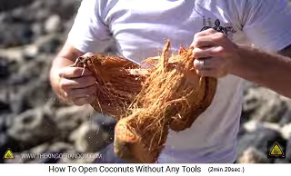 The outer shell of the coconut is open, with many fibers