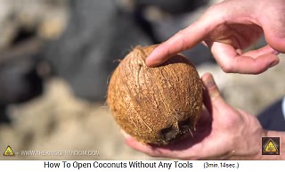Each coconut has a break line and in the middle is the break point