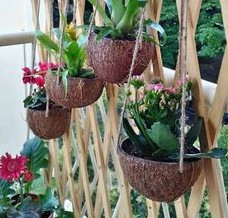 Raw coconuts become hanging flowerpots