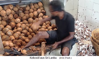 A coconut worker takes a coconut