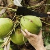 green coconut is
                  cut off