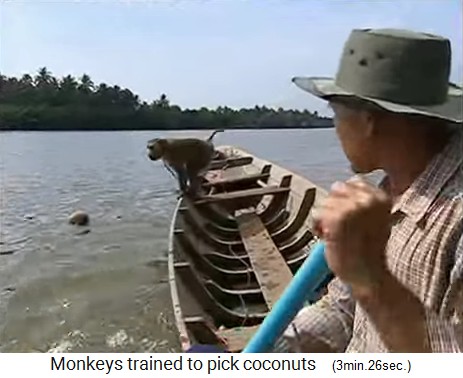 The coconut monkey is also
                  fishing coconuts from the waters 2