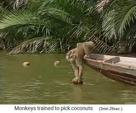 The coconut monkey is also
                  fishing coconuts from the waters 3