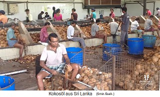 coconut workers are
                    removing the shells with machetes in a working hall