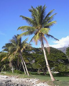 palmas de coco en Maui (islas del Pacfico