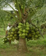 Palma de coco enana