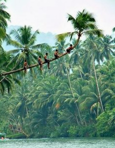 nios en una palma de coco (Bohol, Filipinas)