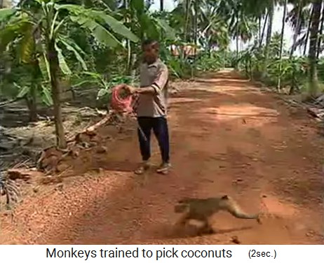 Mono de coco en cuerda