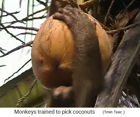 El mono de coco rodea un coco, primer plano