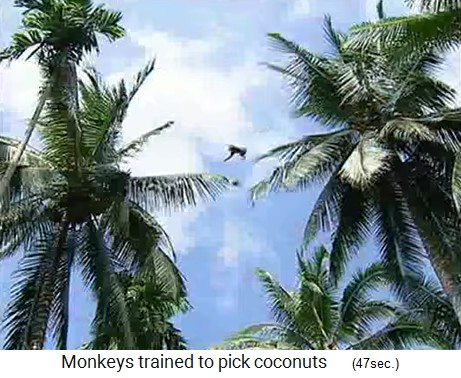 El mono de coco salta de una palma a otra palma