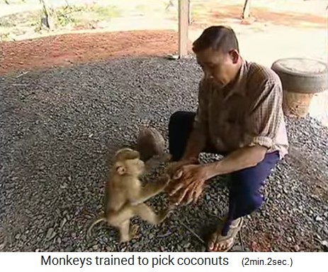 El mono de coco se entrena desde la infancia