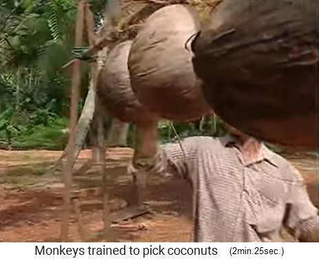 El mono de coco est entrenado en la viga 01