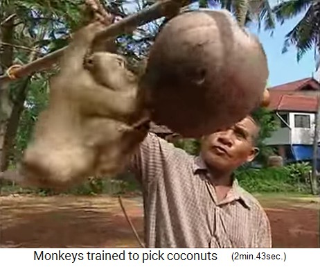 El mono de coco est entrenado en la viga 02