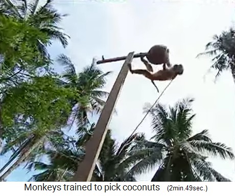El mono de coco est entrenado en la viga 03