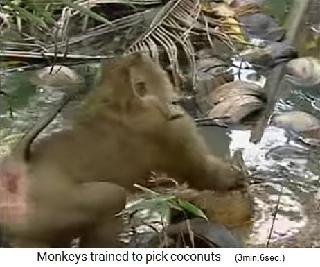 El mono de coco tambin obtiene cocos del agua 01