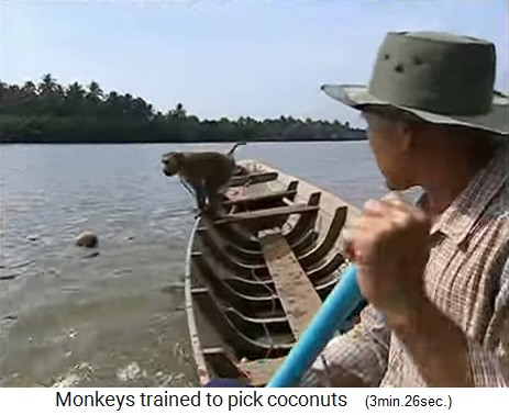 El mono de coco tambin obtiene cocos del agua 02