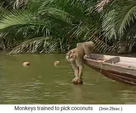 El mono de coco tambin obtiene cocos del agua 03