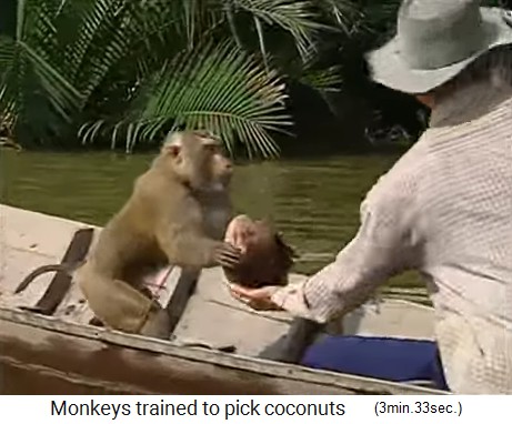 El mono de coco tambin obtiene cocos del agua 04