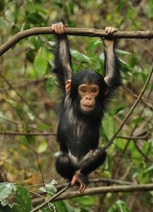 Schimpanse am Baum