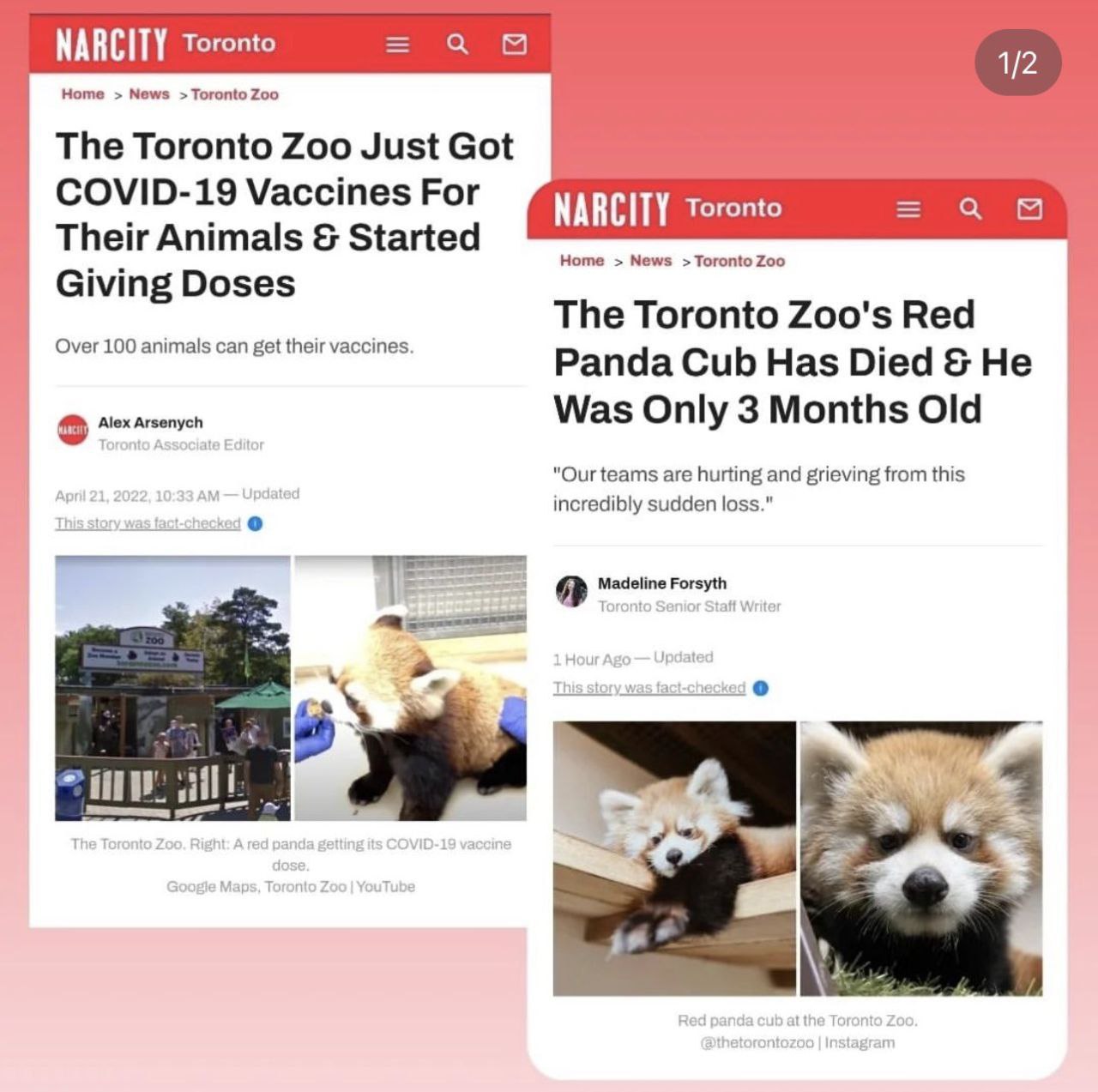 Verdacht Tiermord durch
                    "Coronaimpfung" in Toronto 26.10.2022:
                    Junger Roter Panda (3 Monate) gestorben: The Toronto
                    Zoo's Red Panda Cub Has Died & He Was Only 3
                    Months Old