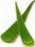 Sabila (Aloe-Vera), Kaktusbltter mit
                          heilendem Gel drin