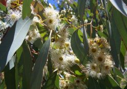 Eukalyptus (Bltter
                                      und Blten) sind Zutaten fr das
                                      Wasser eines Dampfbades