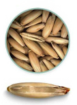 Granos de avena