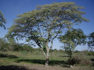 rbol de copaiba (sangre de grado),
                            para purgante fuerte