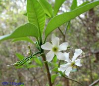 Infusin de flor blanca (lat.:
                            tabernaemontana amygdalifolia) es un eficaz
                            laxante