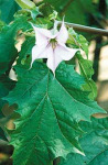 Flor de
                              floripondio, una parte de la pomada contra
                              calambres