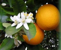 Infusin de
                              flores de naranjos (azahar) sirve a los
                              nervios, contra dolores de cabeza, contra
                              jaquecas