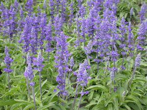 Salvia azul (Salvia farinacea) como
                                ingrediente para el agua de un bao de
                                vapor