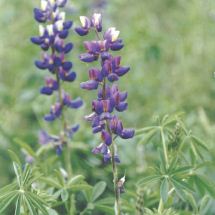 Tarwi molido (esp.: chocho, lat.:
                                Lupinus mutabilis), una parte para el
                                bao de belleza