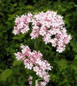 Valeriana officinalis: cocimiento de
                            valeriana sirve a los nervios, contra
                            dolores de cabeza, contra jaquecas