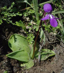 Violeta de campo (Gaiadendrum
                              punctatum, Orejita, violeta, violeta
                              cimarrona, violeta de barranca), una parte
                              para el bao de belleza