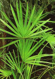 Saw
                        palmetto fruit is healing prostate troubles