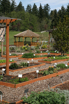 Bastyr University in
                        Seattle, herb garden