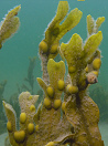 Alga marina promueve el metabolismo,
                            reduccin de peso; el yodo de la alga marina
                            apoya la produccin hormonal de tiroides