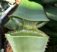 Aloe (sbila) permite el tratamiento de
                            pequeas heridas y quemaduras [sin
                            cicatriz], laxante