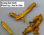 Huang
                        Lian (Coptis chinensis) impide la colonizacin
                        de bacterias daosas
