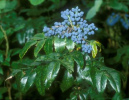 La berberina de la mahonia aquifolium
                            atrasa infecciones, sobre todo en el cuello
                            y en las vas urinarias, fortalece la
                            defensa; tiene efecto contra infecciones,
                            parsitos, flojedad digestiva, psoriasis